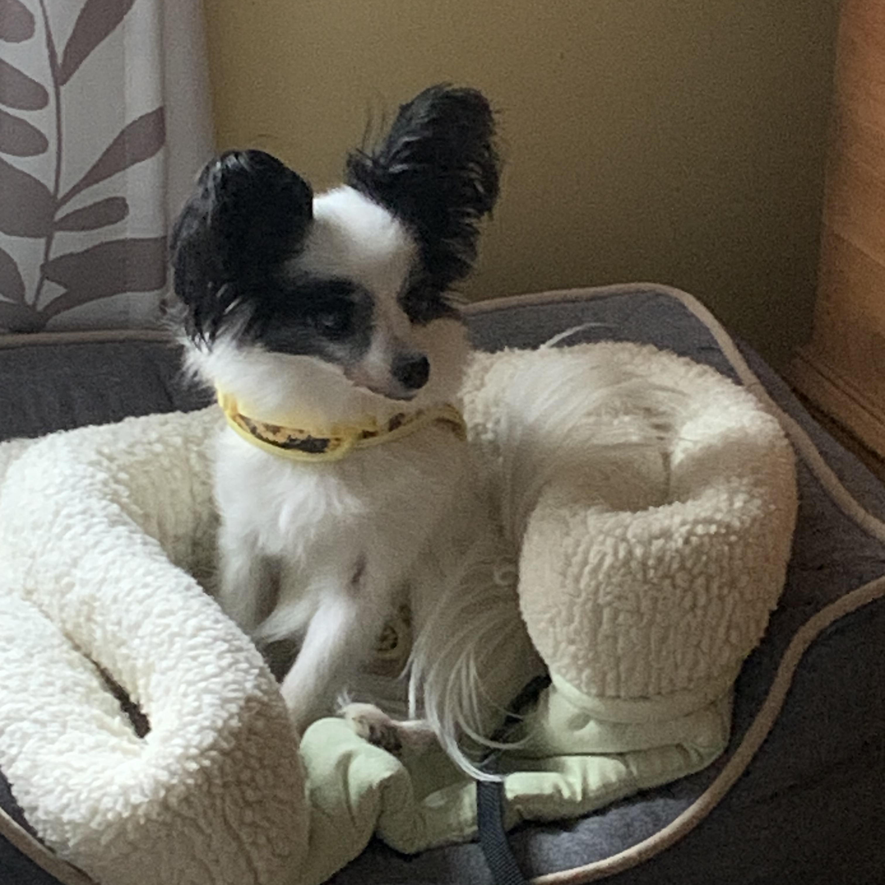 Enlarge Gravy, an adopted Papillon in Dayton, OH image 3/4