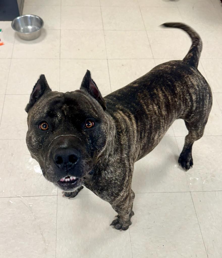 Bear , ADOPTABLE, Adult Male Pit Bull Terrier.