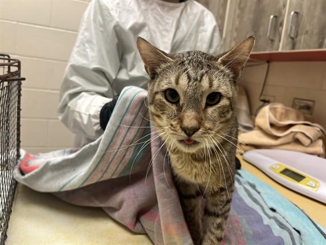 Enlarge LEMON, a Adoptable Domestic Short Hair in Colorado Springs, CO image 1/1