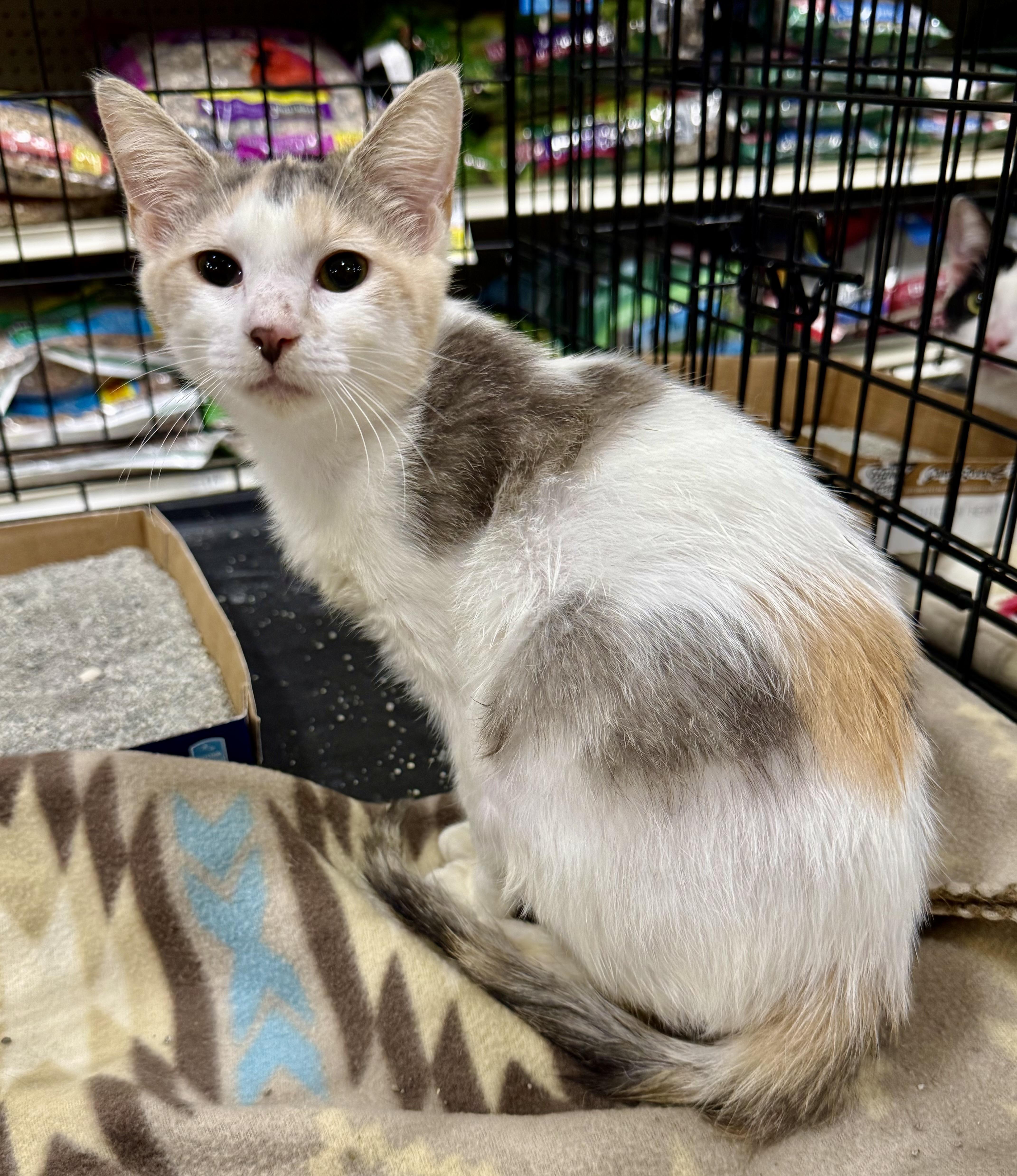 Peach , ADOPTABLE, Young Female Dilute Calico.