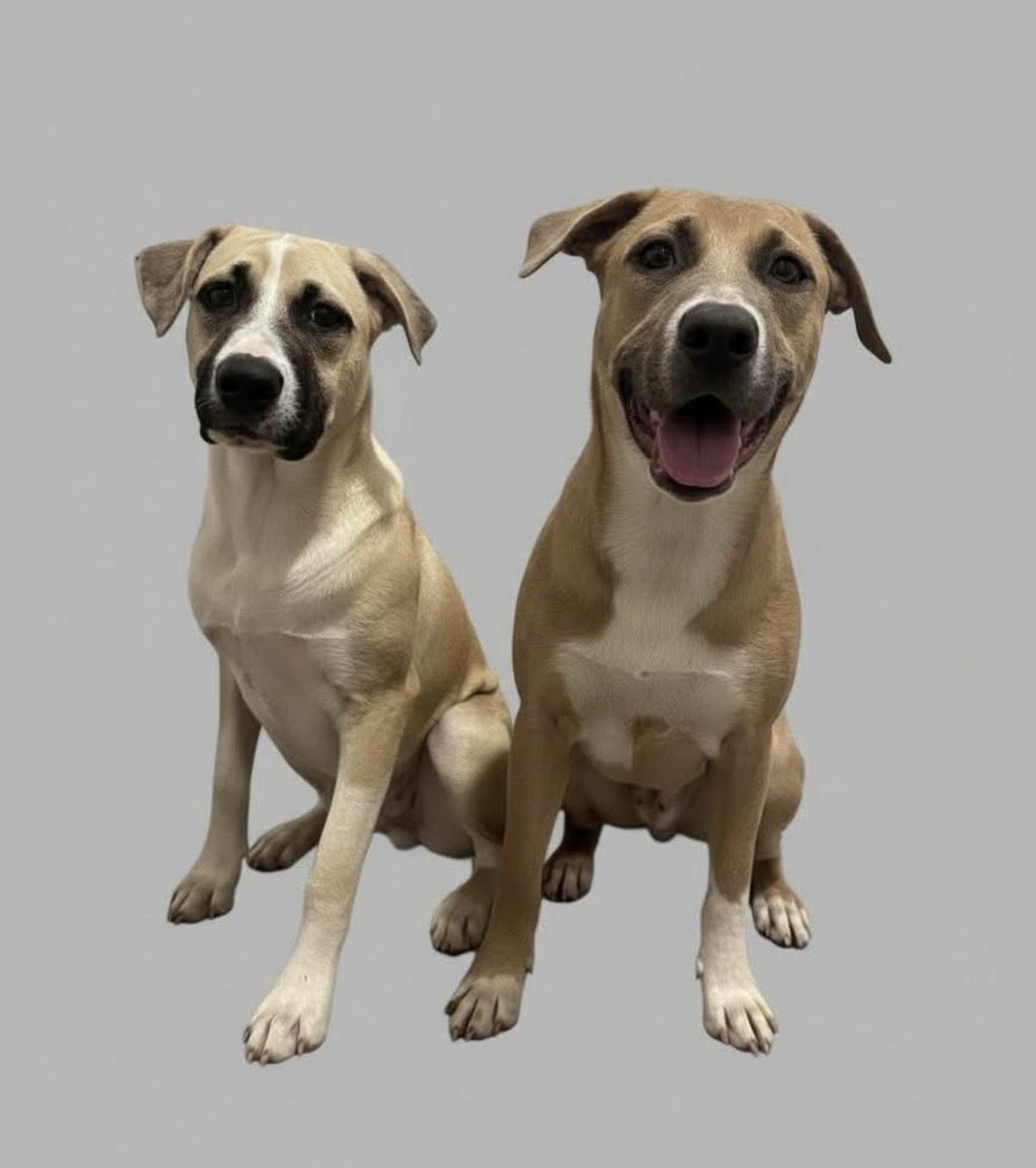 Holly, a Adoptable mixed breed in seaside heights, NJ image 2/4