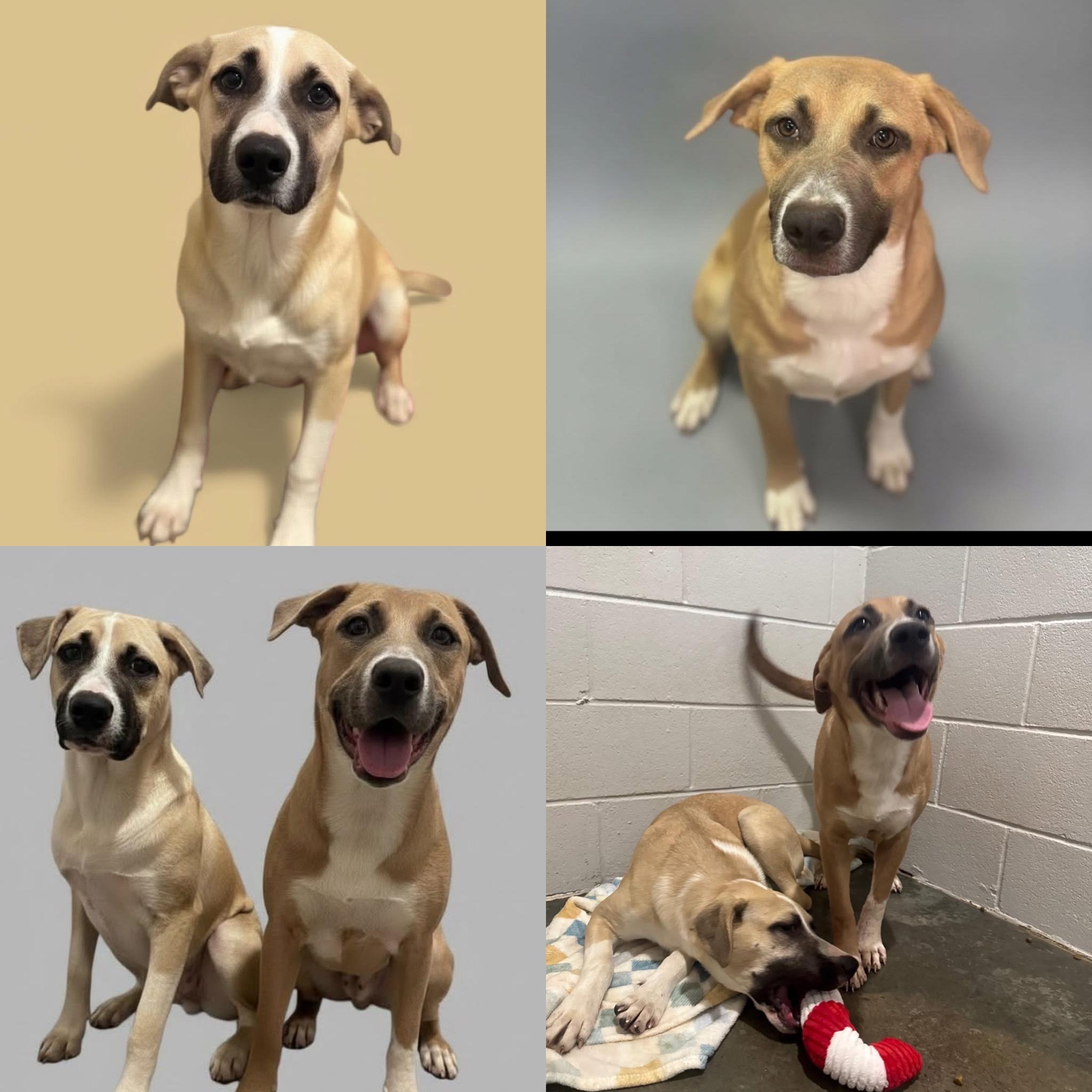 Holly, a Adoptable mixed breed in seaside heights, NJ image 4/4