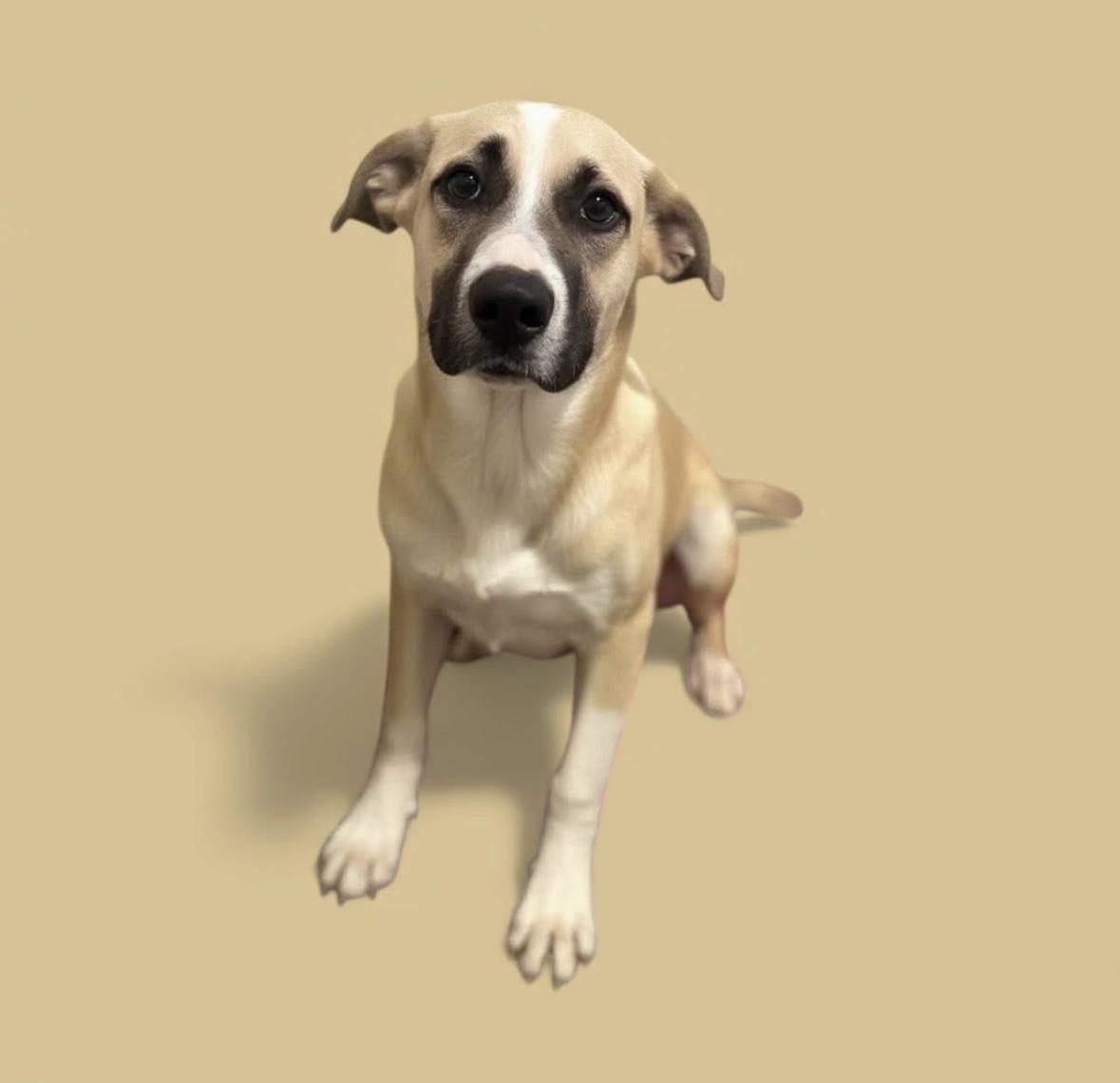 Holly, Adoptable, Puppy Male Pit Bull Terrier.