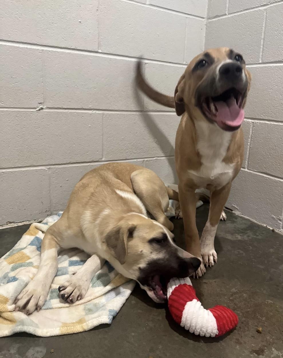 Holly, a Adoptable mixed breed in seaside heights, NJ image 3/4