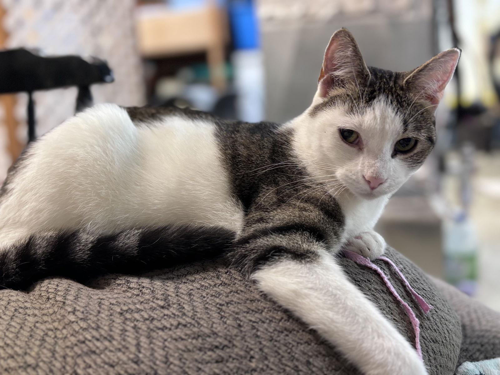 Enlarge Loki: Not At shelter  (Barbe), a Adoptable Domestic Short Hair in Rustburg, VA image 1/3