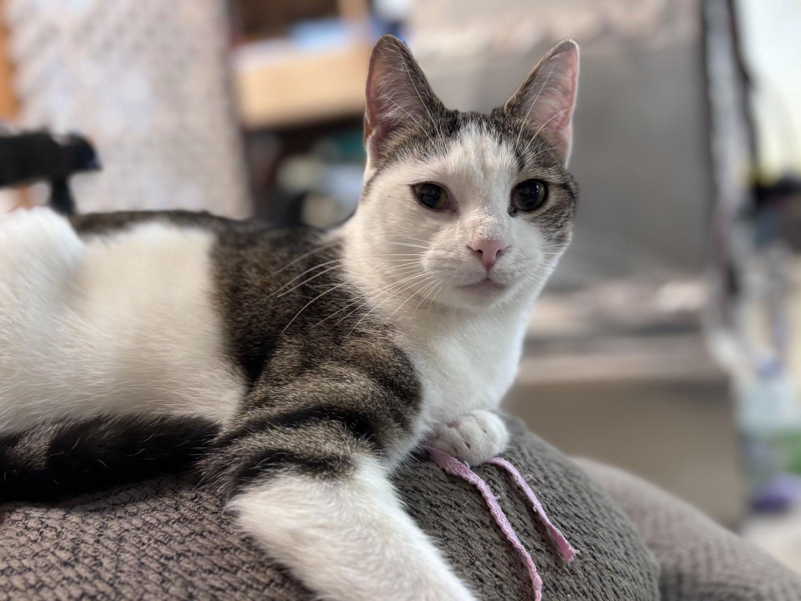 Enlarge Loki: Not At shelter  (Barbe), a Adoptable Domestic Short Hair in Rustburg, VA image 2/3