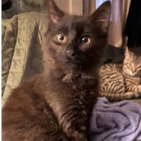 Enlarge Astrix, a ADOPTABLE Domestic Medium Hair in Warren, NJ image 1/2