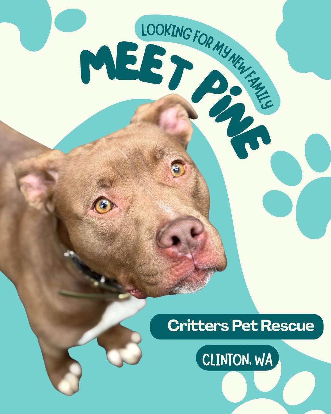 Enlarge Pine , a ADOPTABLE mixed breed in CLINTON, WA image 1/1