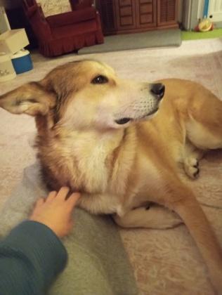 Enlarge Bandit, a Adoptable mixed breed in Simcoe, ON image 1/2