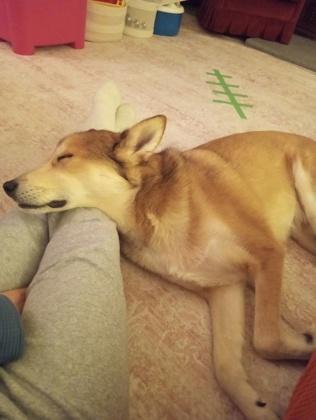 Bandit, Adoptable, Senior Male Siberian Husky & Mixed Breed.