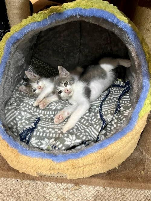 Marlon  Jenkintown Ps thumbnail 2