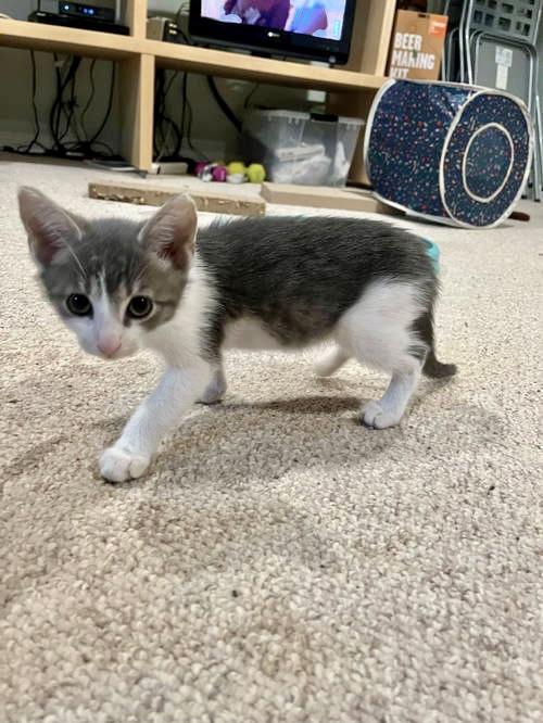 Marlon  Jenkintown Ps thumbnail 3