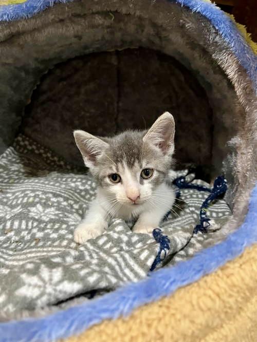 Marlon  Jenkintown Ps thumbnail 4