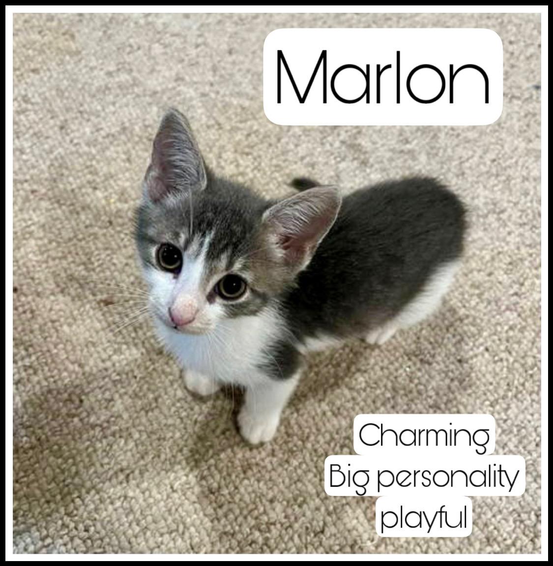 Marlon Jenkintown Ps photo 1