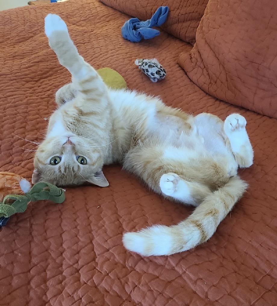 Enlarge Apple Crumble, a Adoptable Domestic Short Hair in Alexandria, VA image 5/6