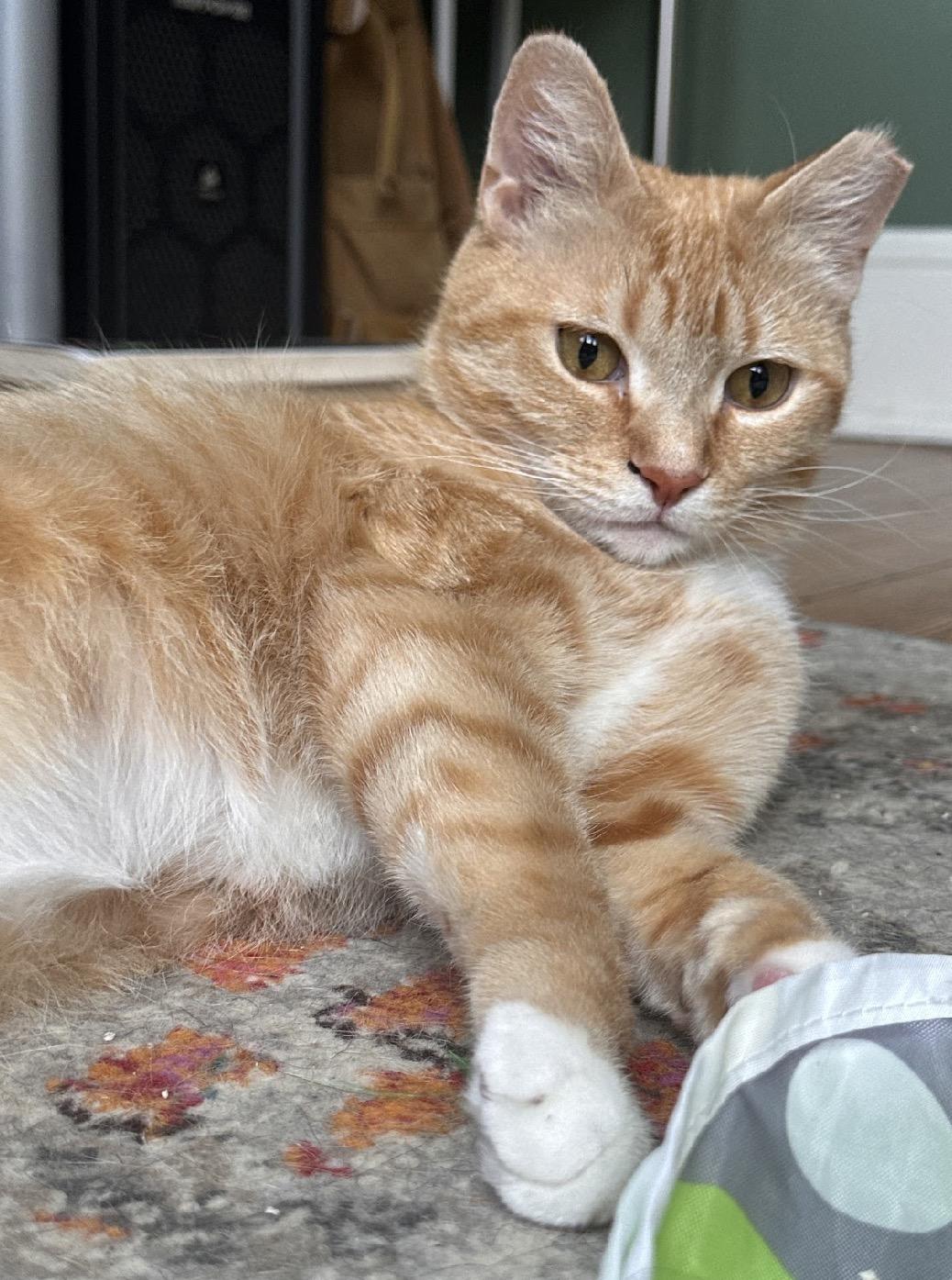 Enlarge Apple Crumble, a Adoptable Domestic Short Hair in Alexandria, VA image 4/6