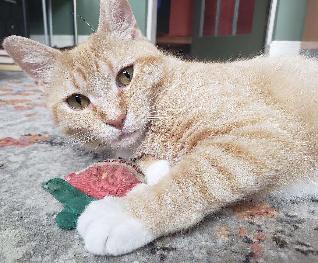 Apple Crumble, Adoptable, Young Female Domestic Short Hair.