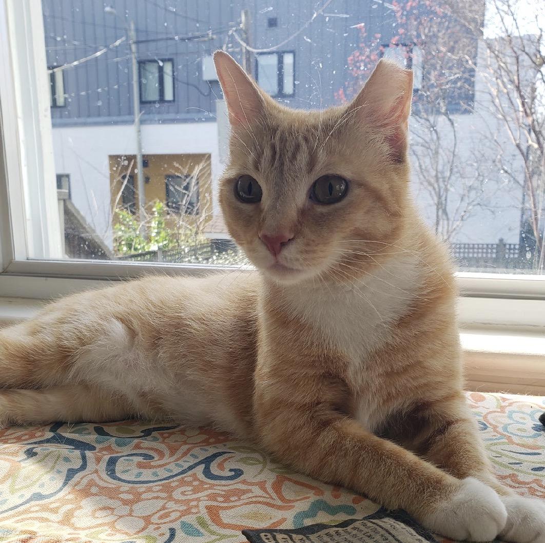 Enlarge Apple Crumble, a Adoptable Domestic Short Hair in Alexandria, VA image 3/6