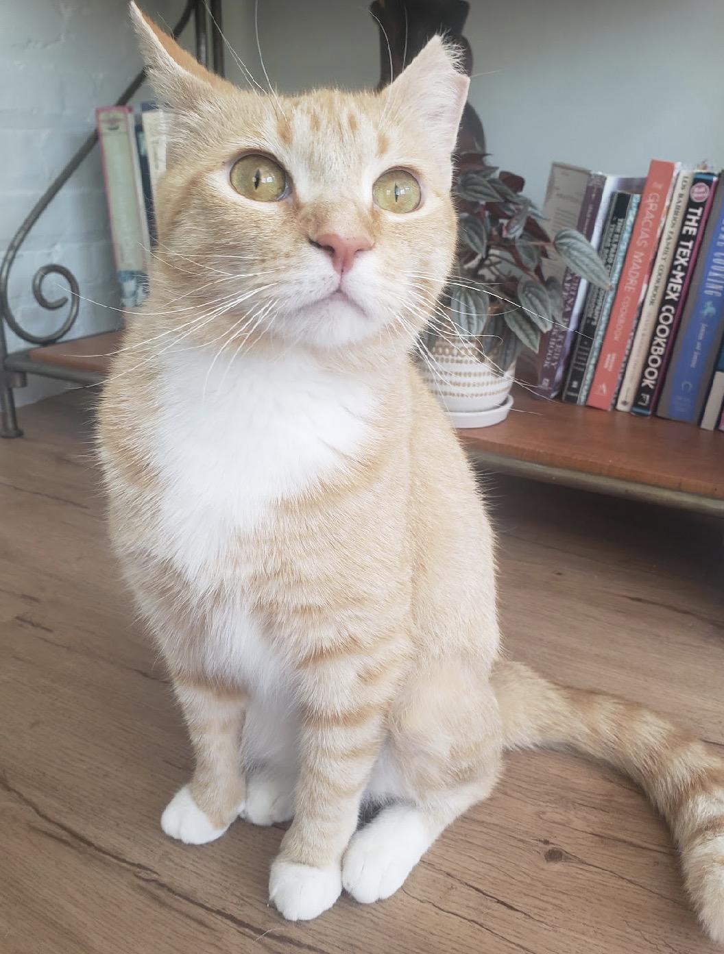 Enlarge Apple Crumble, a Adoptable Domestic Short Hair in Alexandria, VA image 2/6