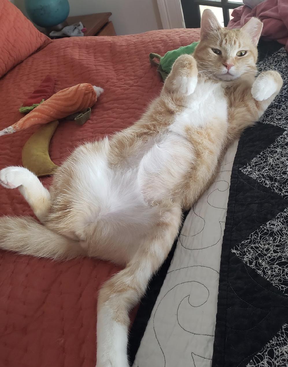 Enlarge Apple Crumble, a Adoptable Domestic Short Hair in Alexandria, VA image 6/6