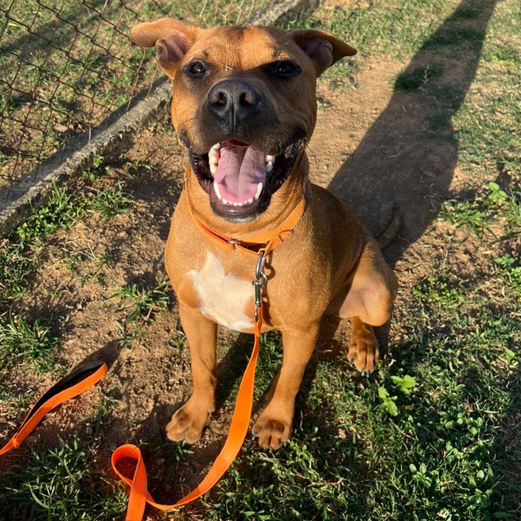 Enlarge Bailey, a Adoptable Pit Bull Terrier in Vieques, PR image 1/3