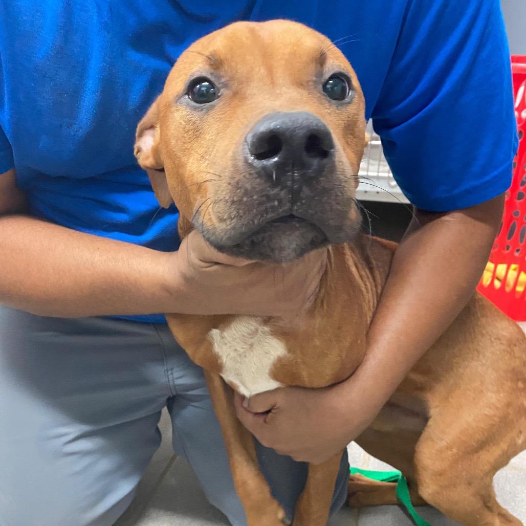 Bailey, Adoptable, Young Male Pit Bull Terrier.