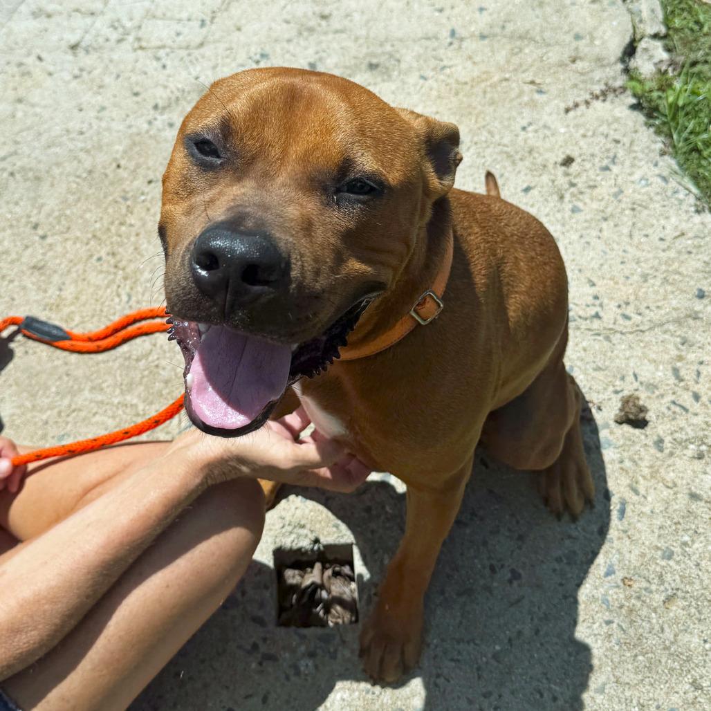 Enlarge Bailey, a Adoptable Pit Bull Terrier in Vieques, PR image 3/4