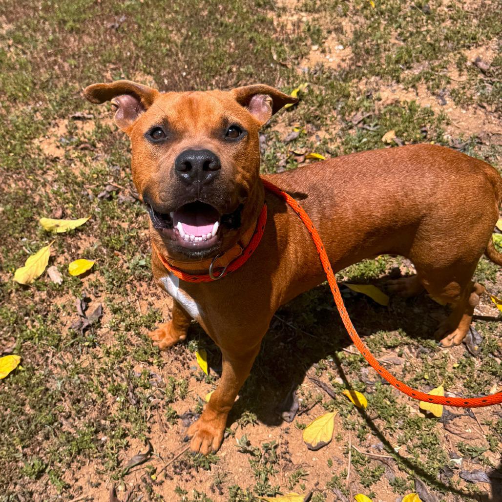 Enlarge Bailey, a Adoptable Pit Bull Terrier in Vieques, PR image 4/4