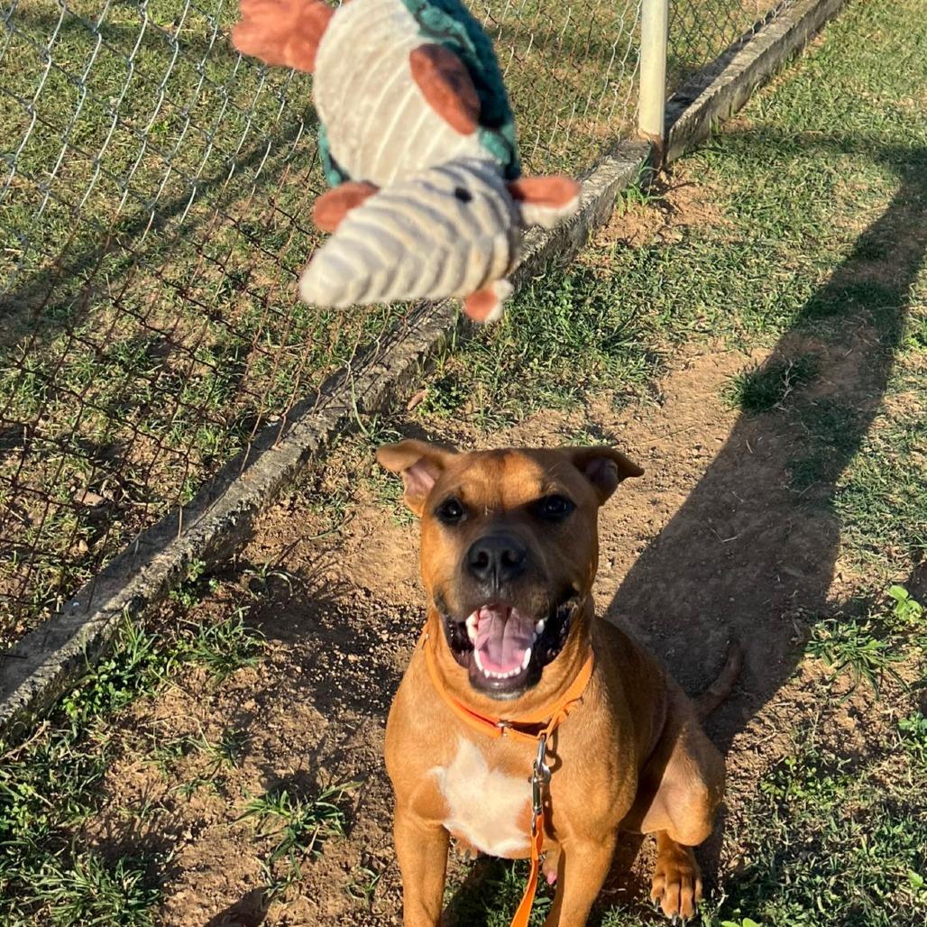 Enlarge Bailey, a Adoptable Pit Bull Terrier in Vieques, PR image 3/3