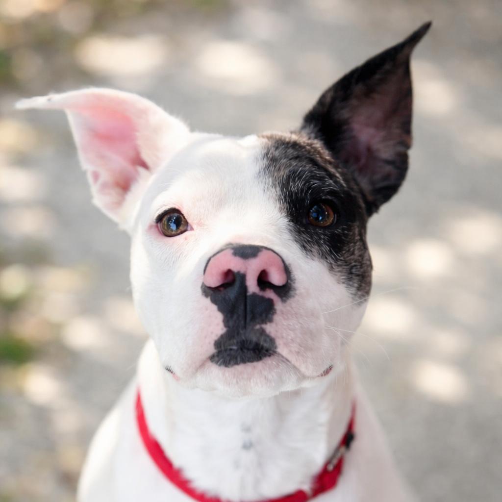 Rexa, Adoptable, Young Female Mixed Breed.