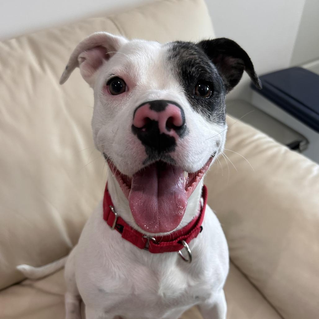 Enlarge Rexa, a Adoptable Mixed Breed in Bradenton, FL image 2/3