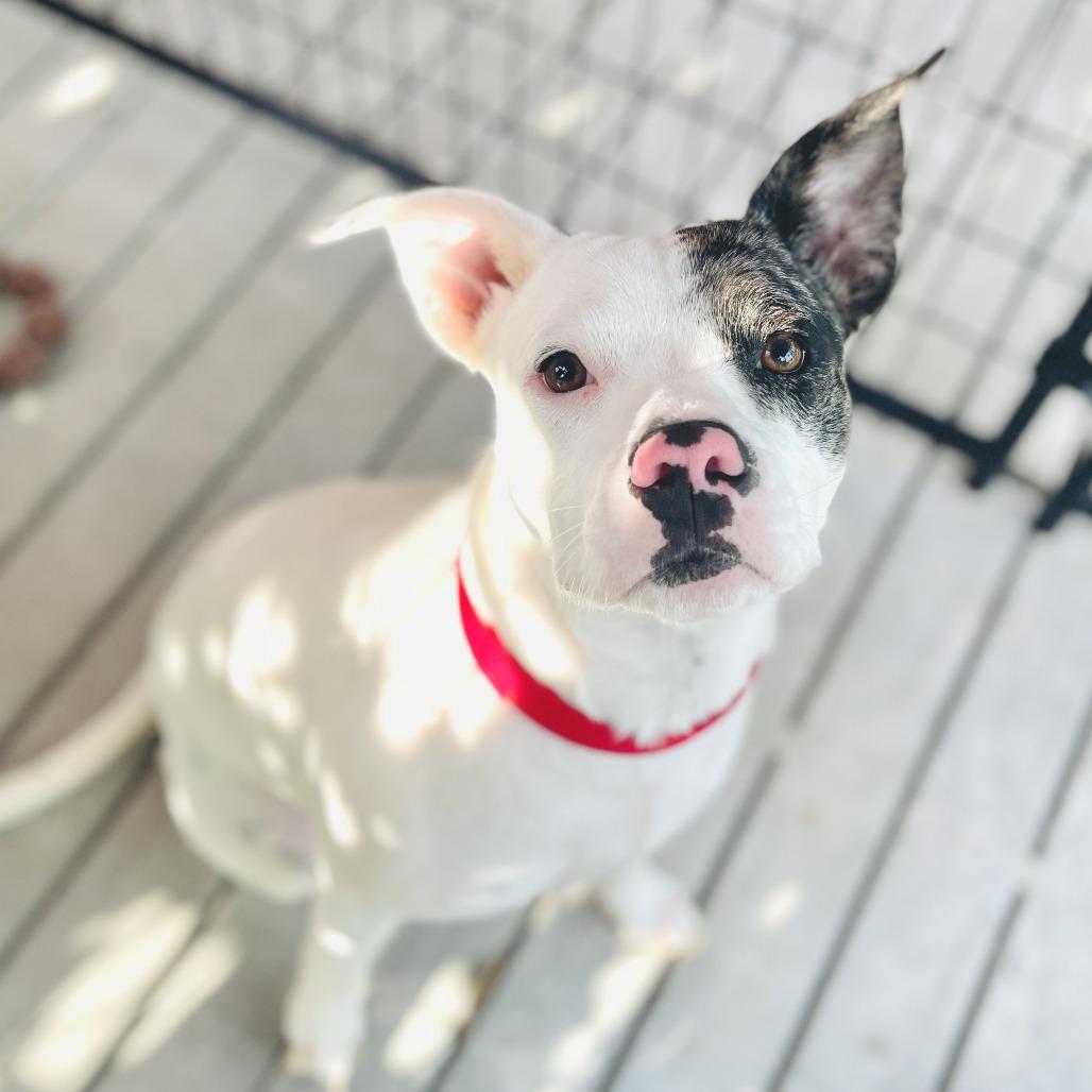 Enlarge Rexa, a Adoptable Mixed Breed in Bradenton, FL image 3/3