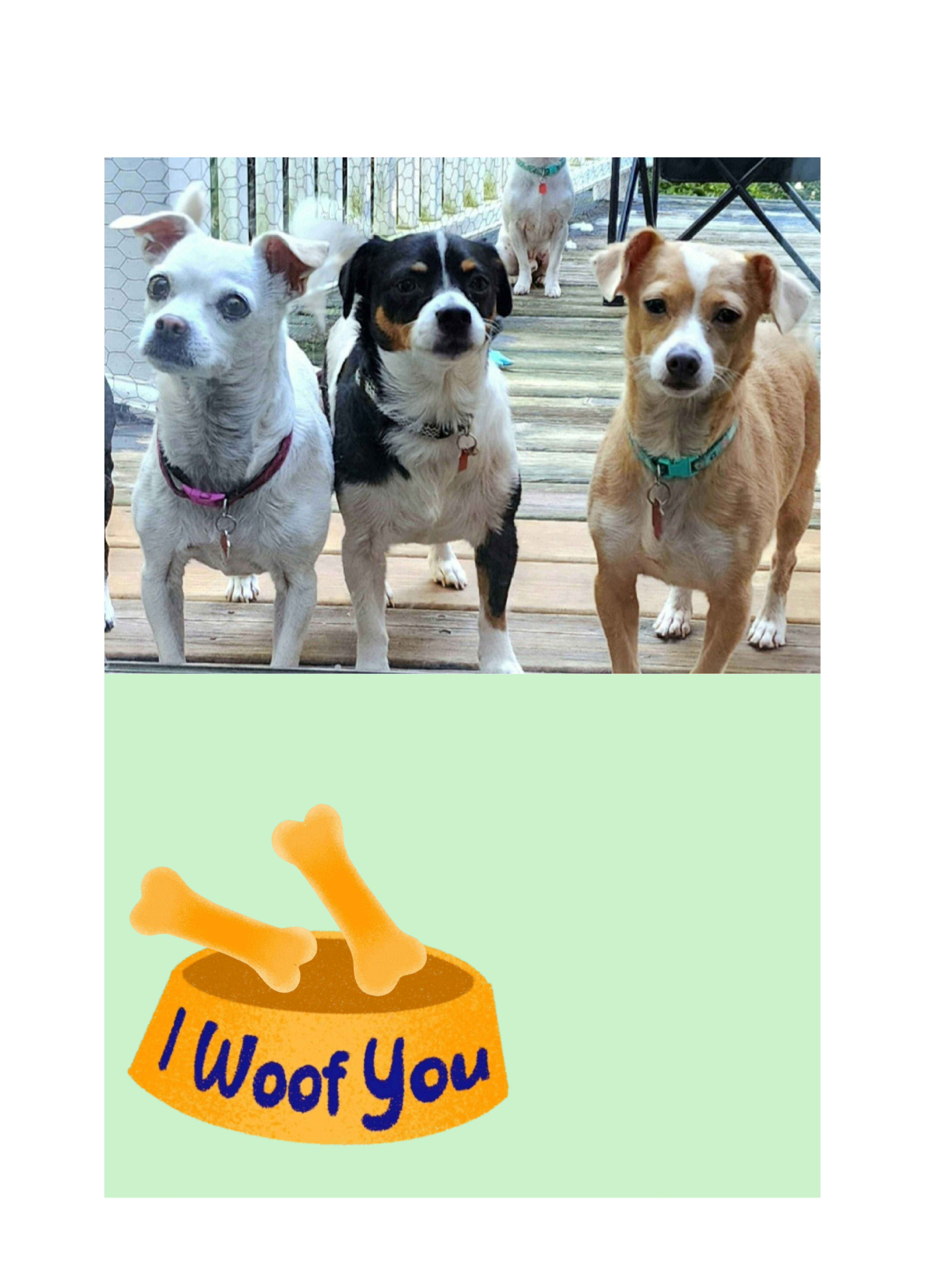 Enlarge MR and MRS, a Adoptable mixed breed in Lake Geneva, WI image 5/6