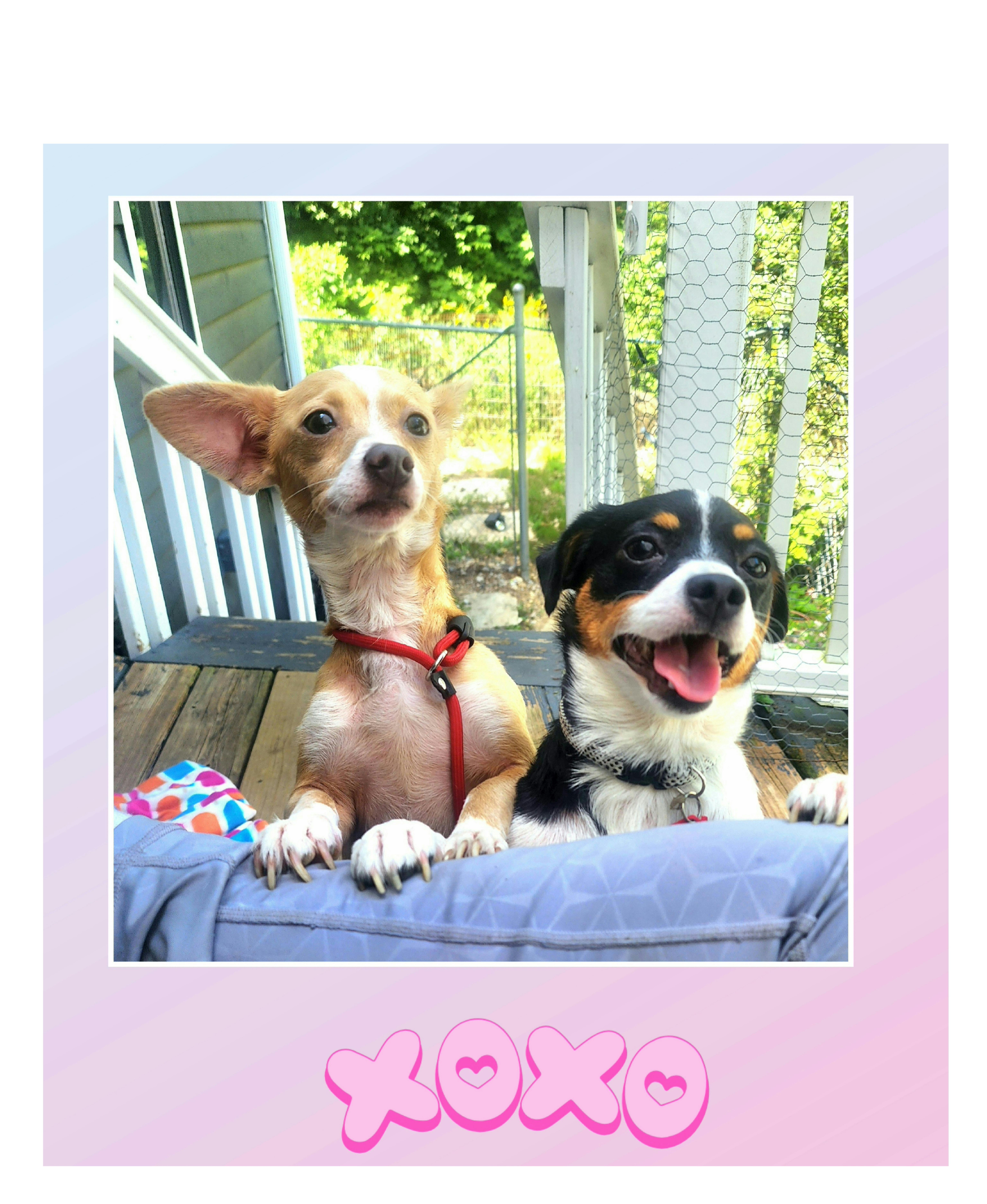 MR and MRS, Adoptable, Young Female Corgi & Chihuahua.