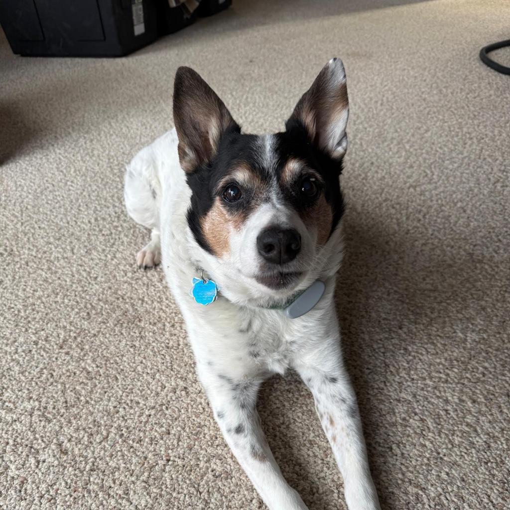 Jasper, Adoptable, Senior Male Cattle Dog.