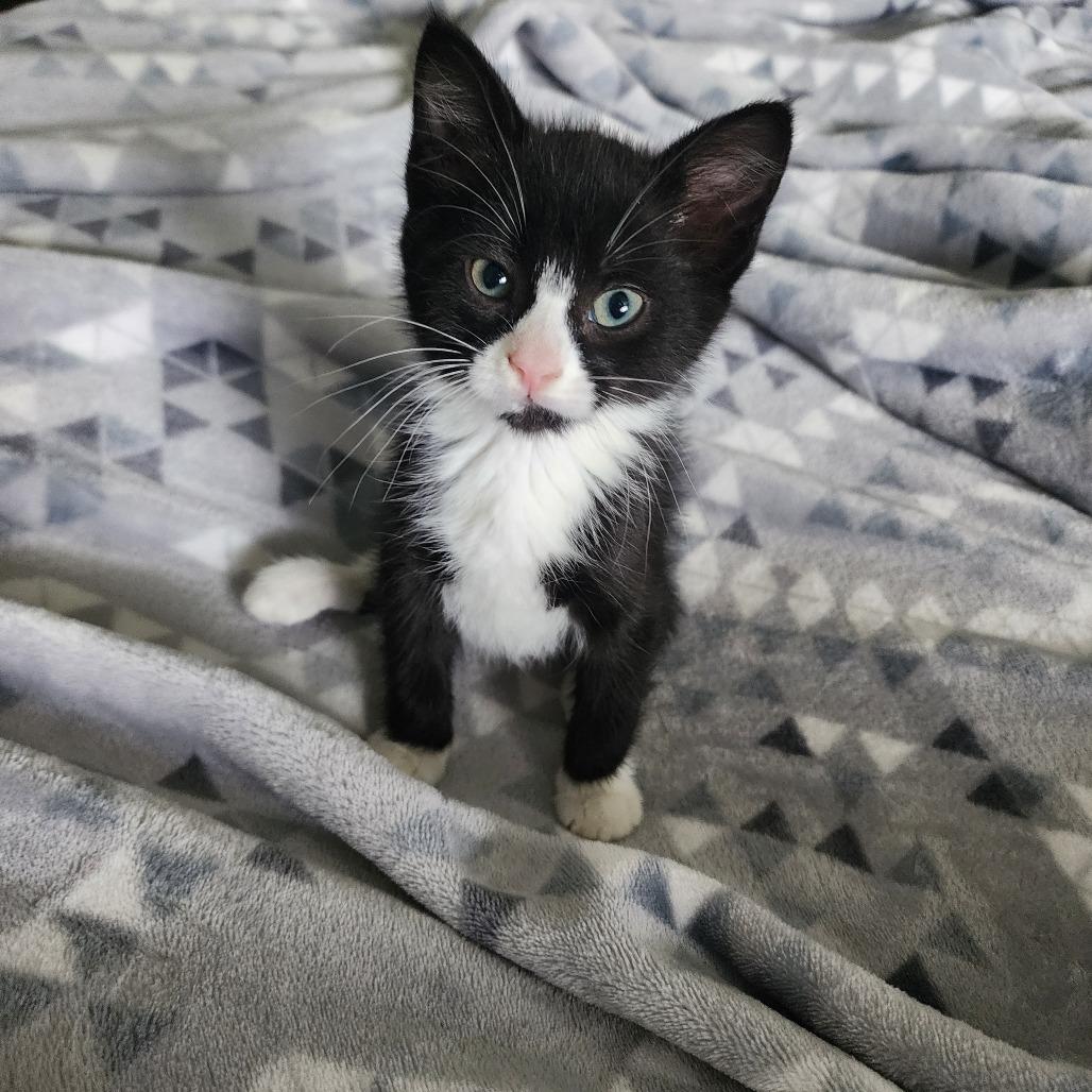 FRANCES, adopted, Kitten Female Domestic Short Hair.