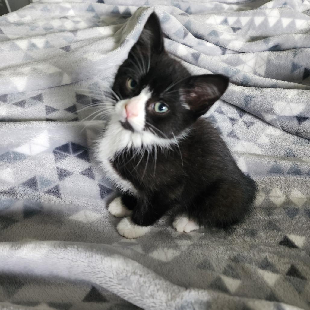 FRANCES, an adopted Domestic Short Hair in Graham, WA image 2/2