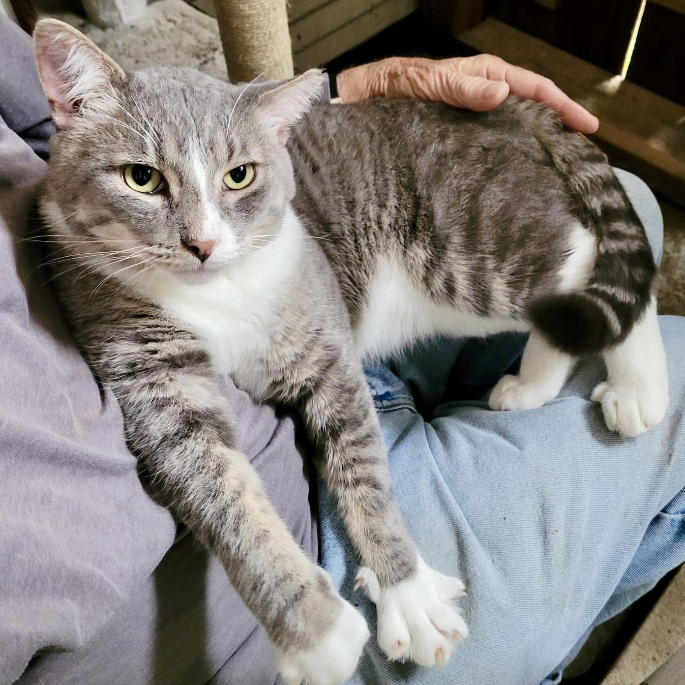 BB, ADOPTABLE, Adult Male Domestic Short Hair.