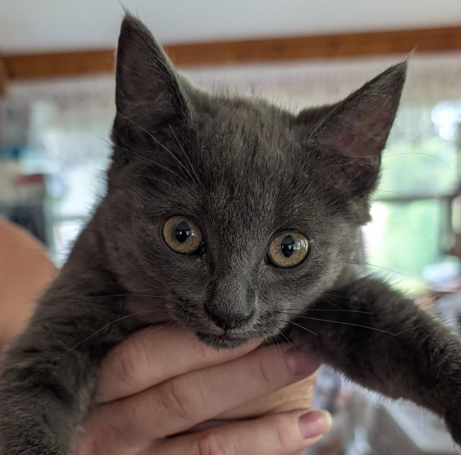 Enlarge Tremble, an adopted mixed breed in Ypsilanti, MI image 1/4