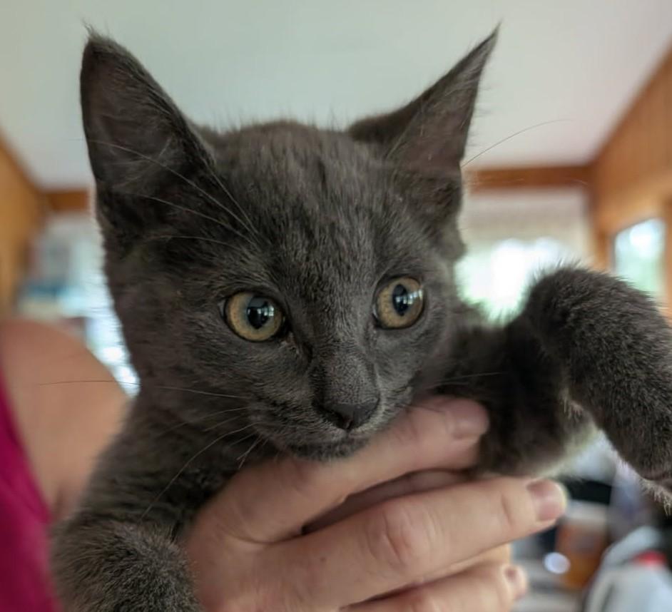 Enlarge Tremble, an adopted mixed breed in Ypsilanti, MI image 3/4