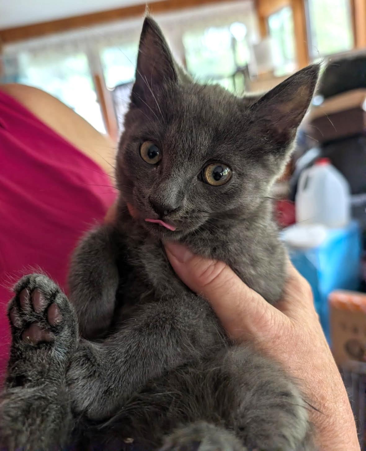 Enlarge Tremble, an adopted mixed breed in Ypsilanti, MI image 2/4
