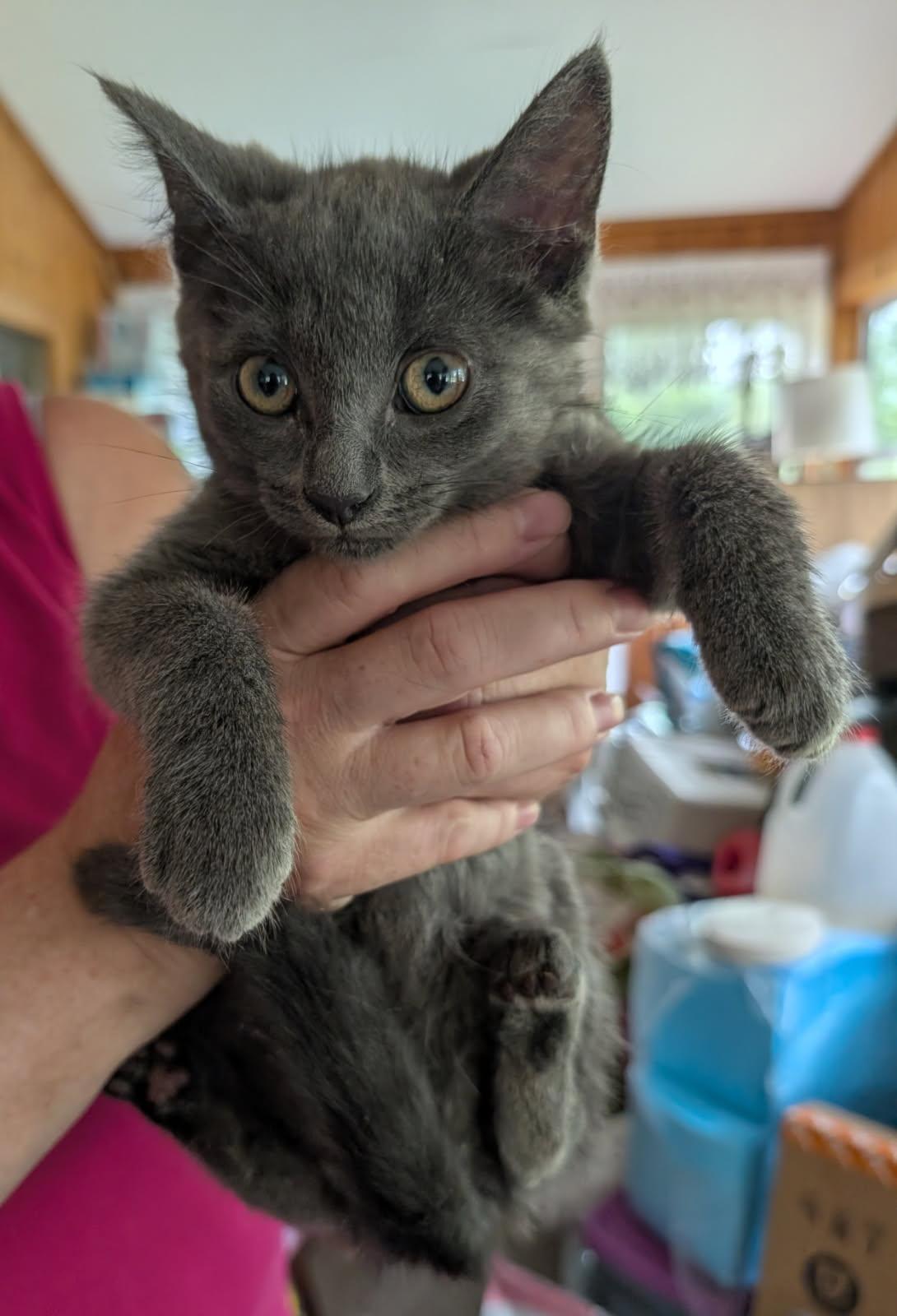Enlarge Tremble, an adopted mixed breed in Ypsilanti, MI image 4/4