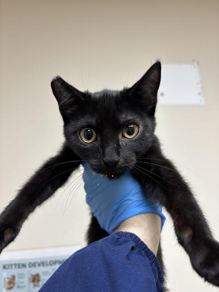 Nooroo, Adoptable, Kitten Female Domestic Short Hair.