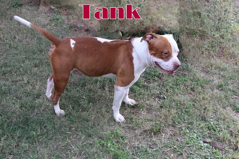 Enlarge TANK, a ADOPTABLE mixed breed in Humble, TX image 2/4
