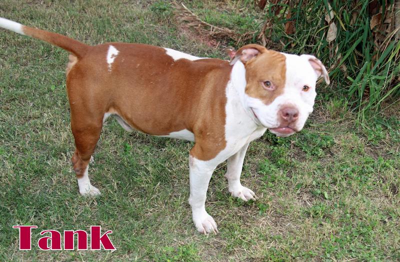 Enlarge TANK, a ADOPTABLE mixed breed in Humble, TX image 3/4