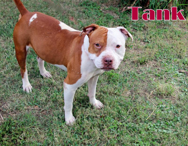 Enlarge TANK, a ADOPTABLE mixed breed in Humble, TX image 1/4