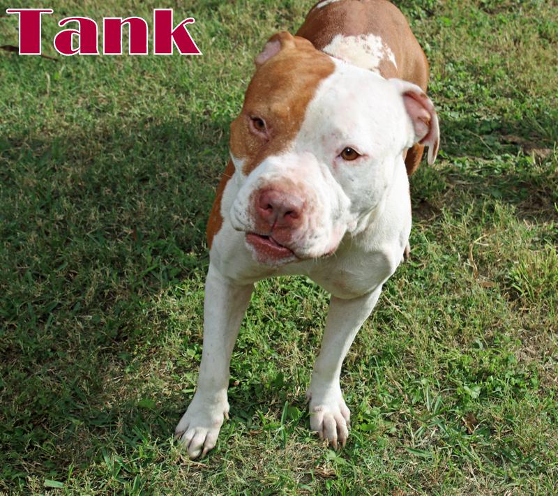 Enlarge TANK, a ADOPTABLE mixed breed in Humble, TX image 4/4