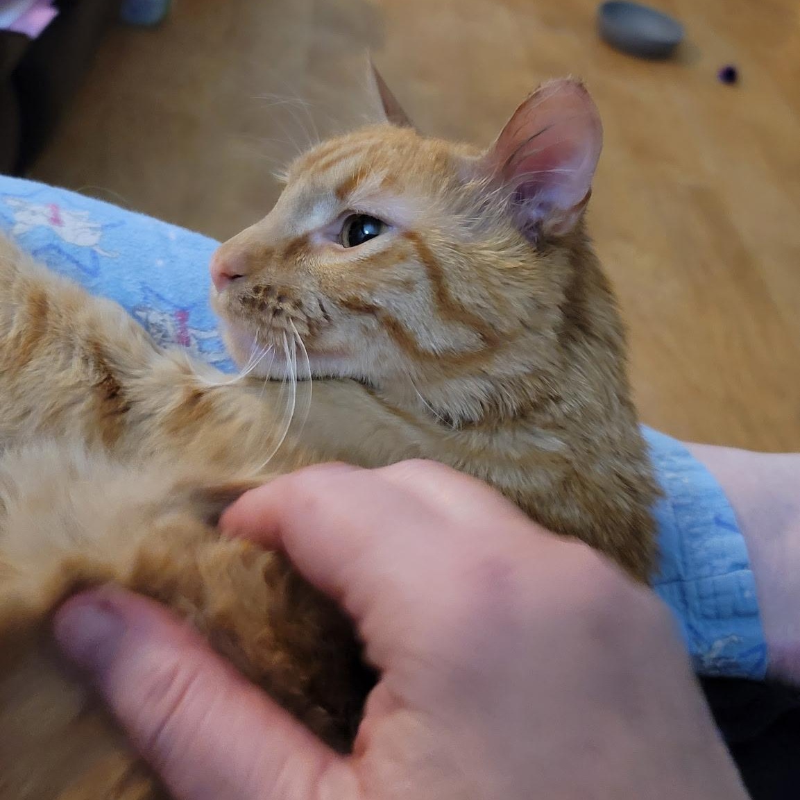 Enlarge Tigger , an adopted Domestic Short Hair in Pocatello, ID image 1/3