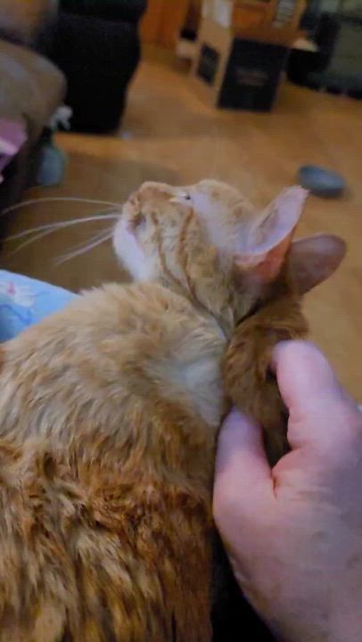 Enlarge Tigger , an adopted Domestic Short Hair in Pocatello, ID video 3/3