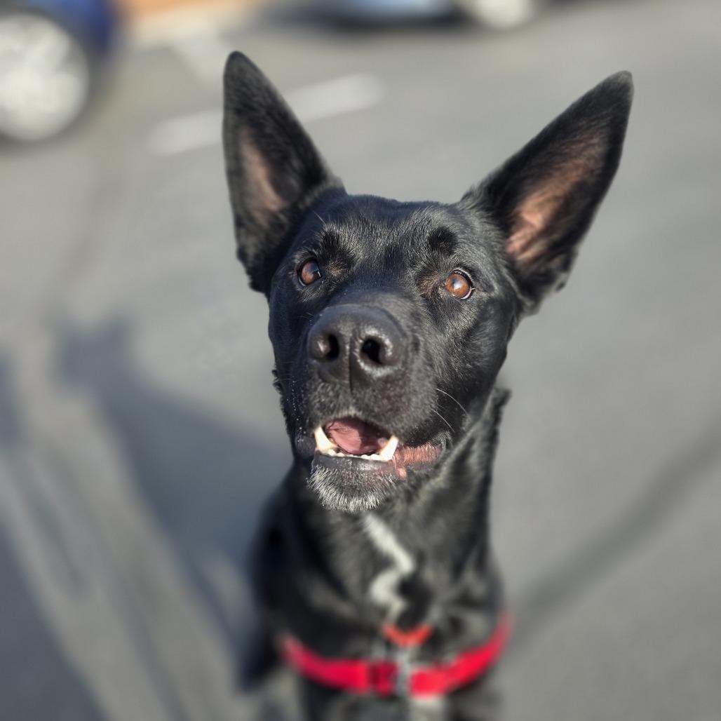 Enlarge Gnocchi, a Adoptable mixed breed in Murray, UT image 1/2
